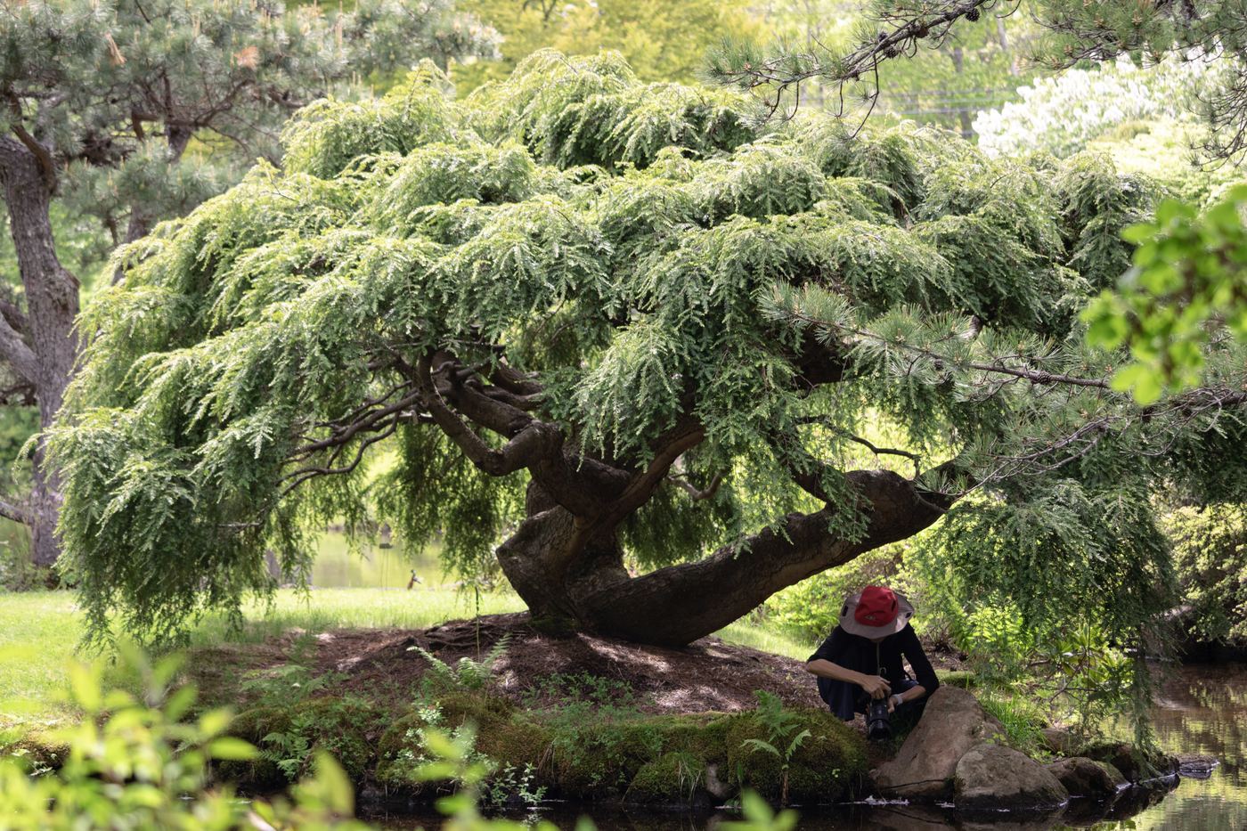 Griffin Spahr photographing under tree