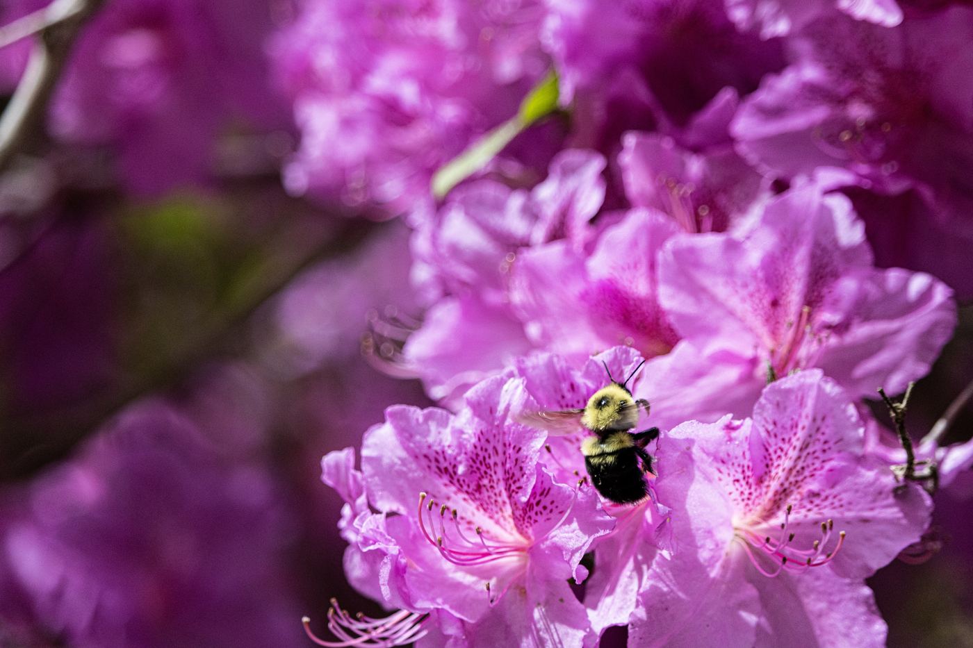 Bumblebee on azalea flowers