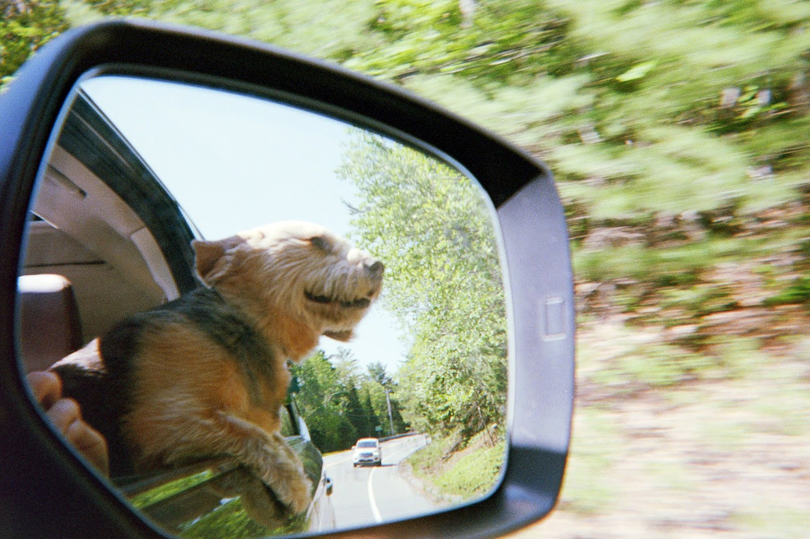 Dog leaning out of a car window reflected in side mirror