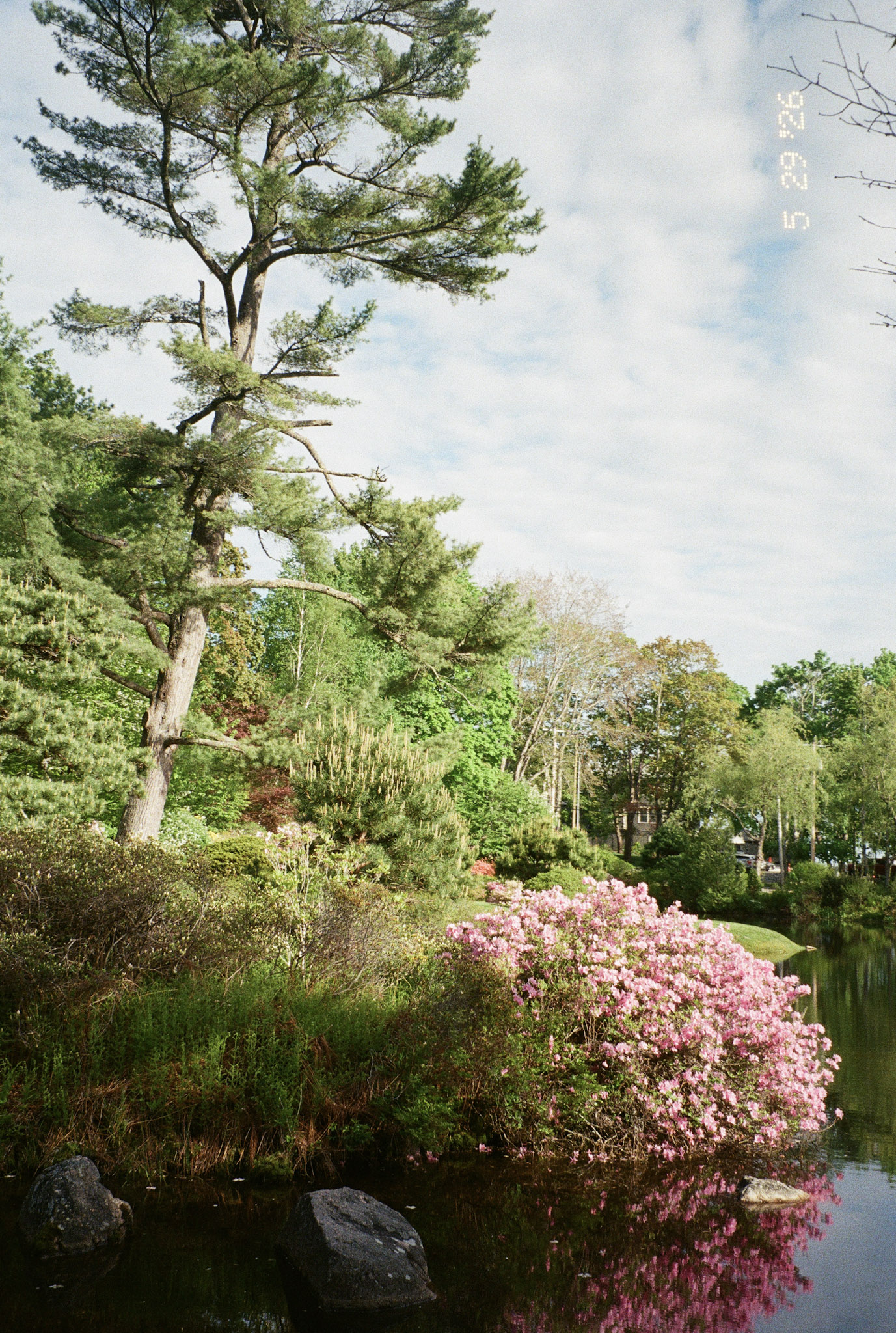 Garden pond with pink flowers on film