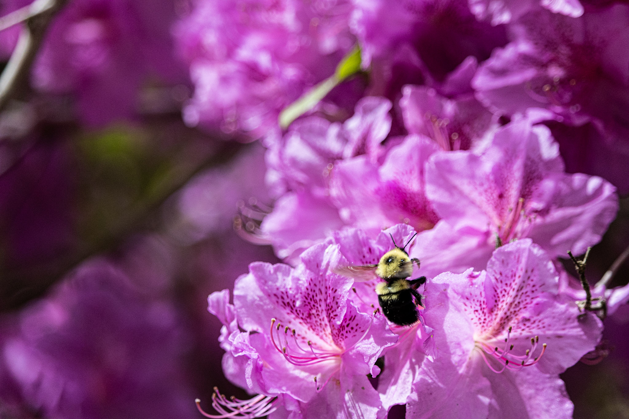 Bee hovering over bright pink flowers