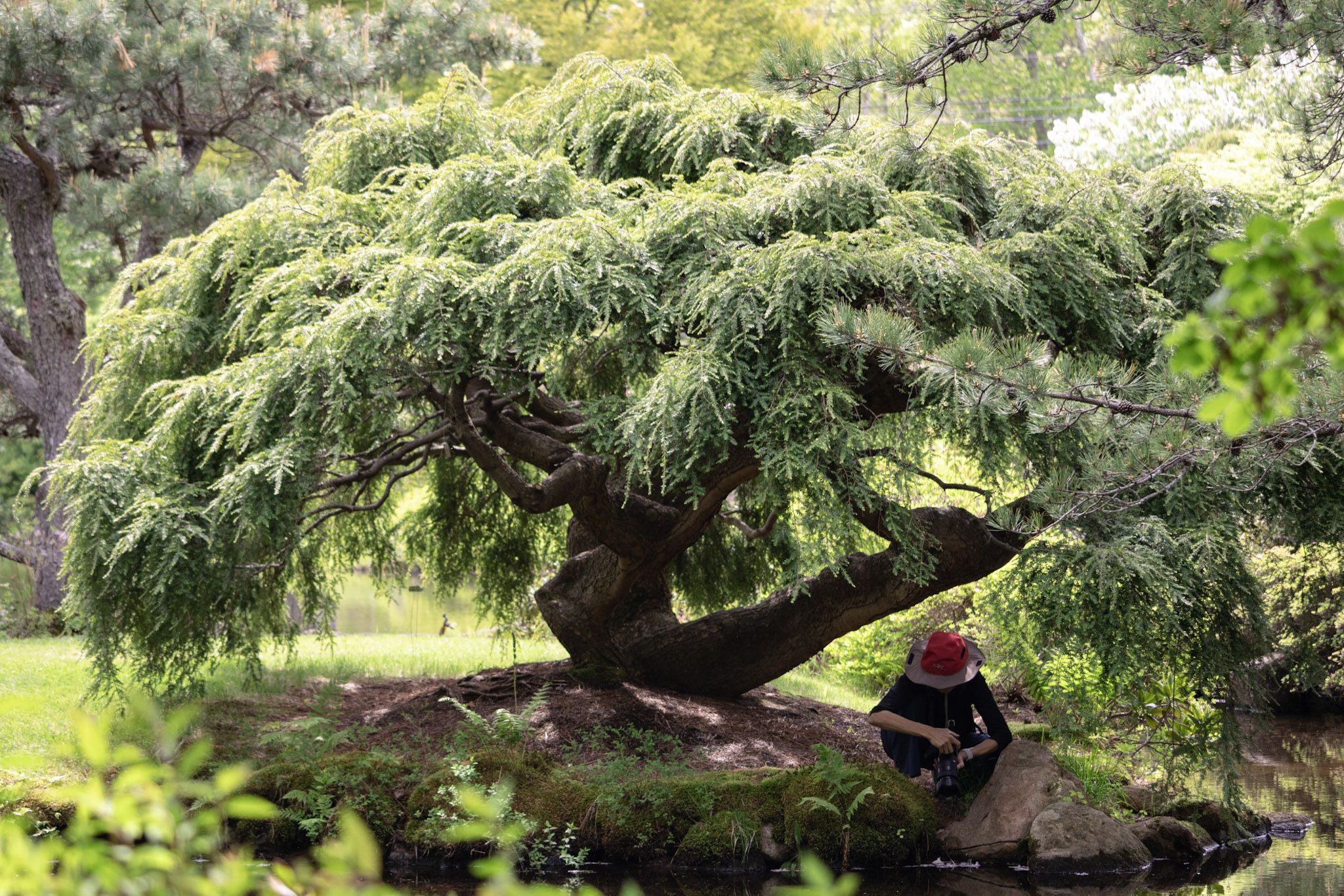 Photographer sitting below a large green tree