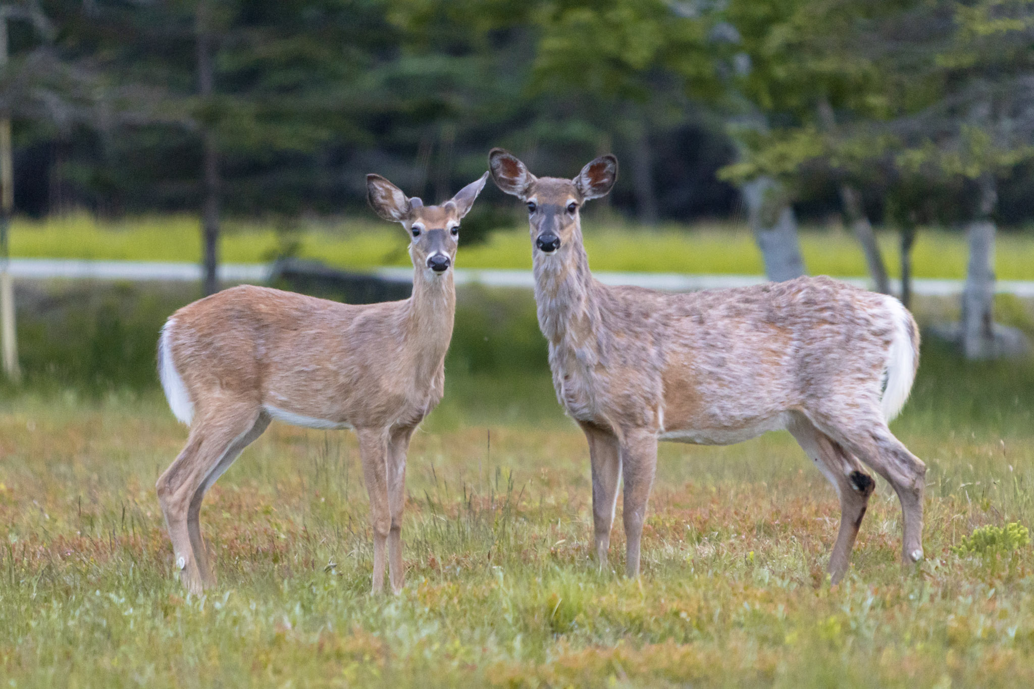 Two deer standing in a grassy field
