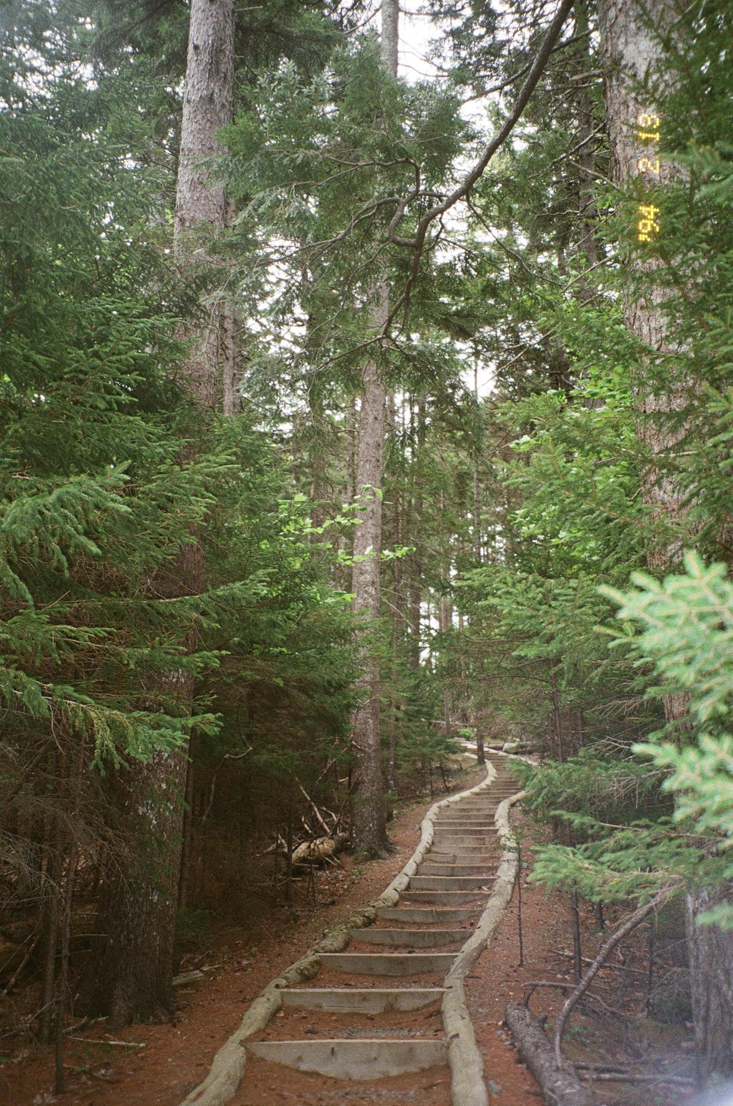 Wooden stairs winding through a green forest