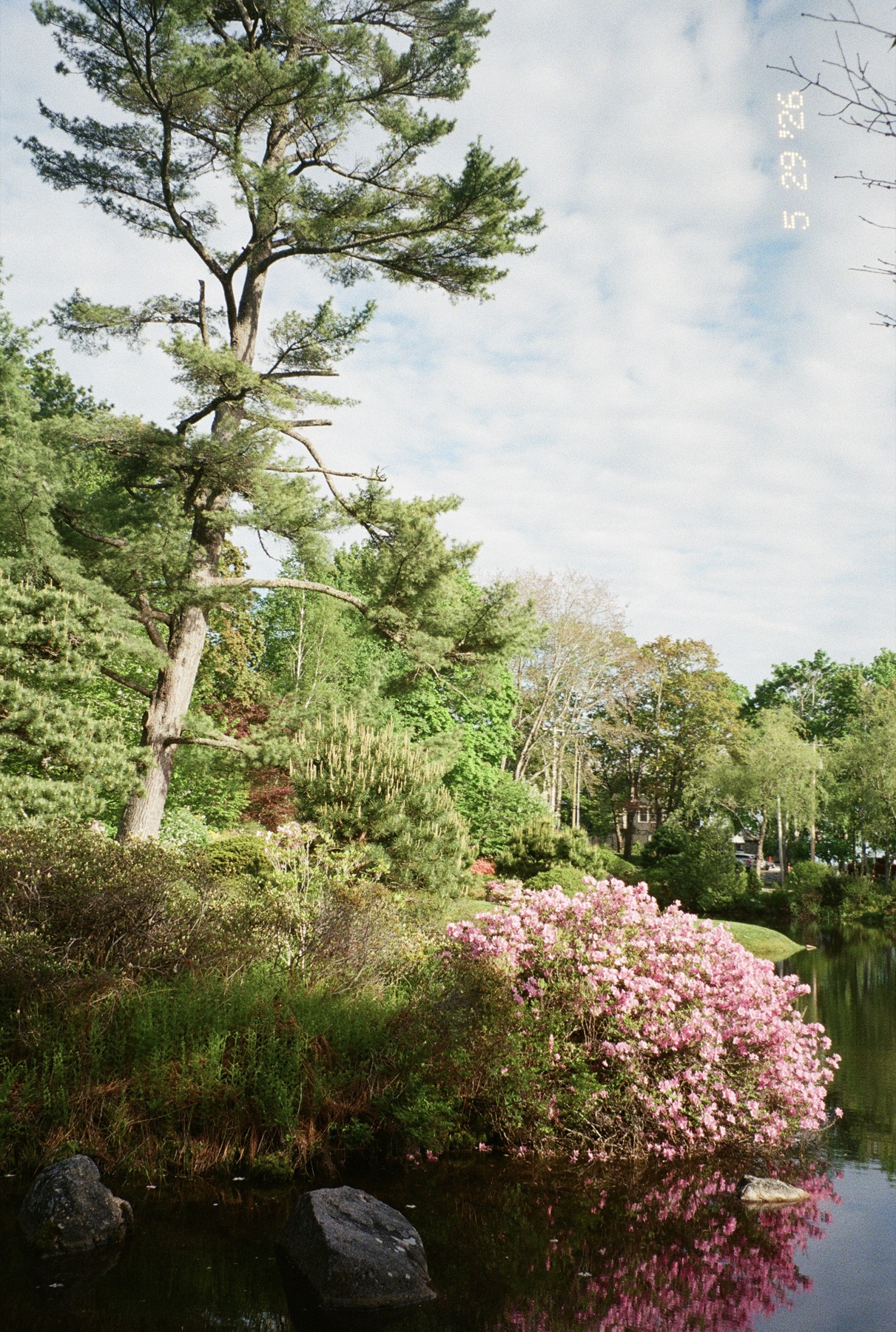 Maine garden with pink flowers reflected in water
