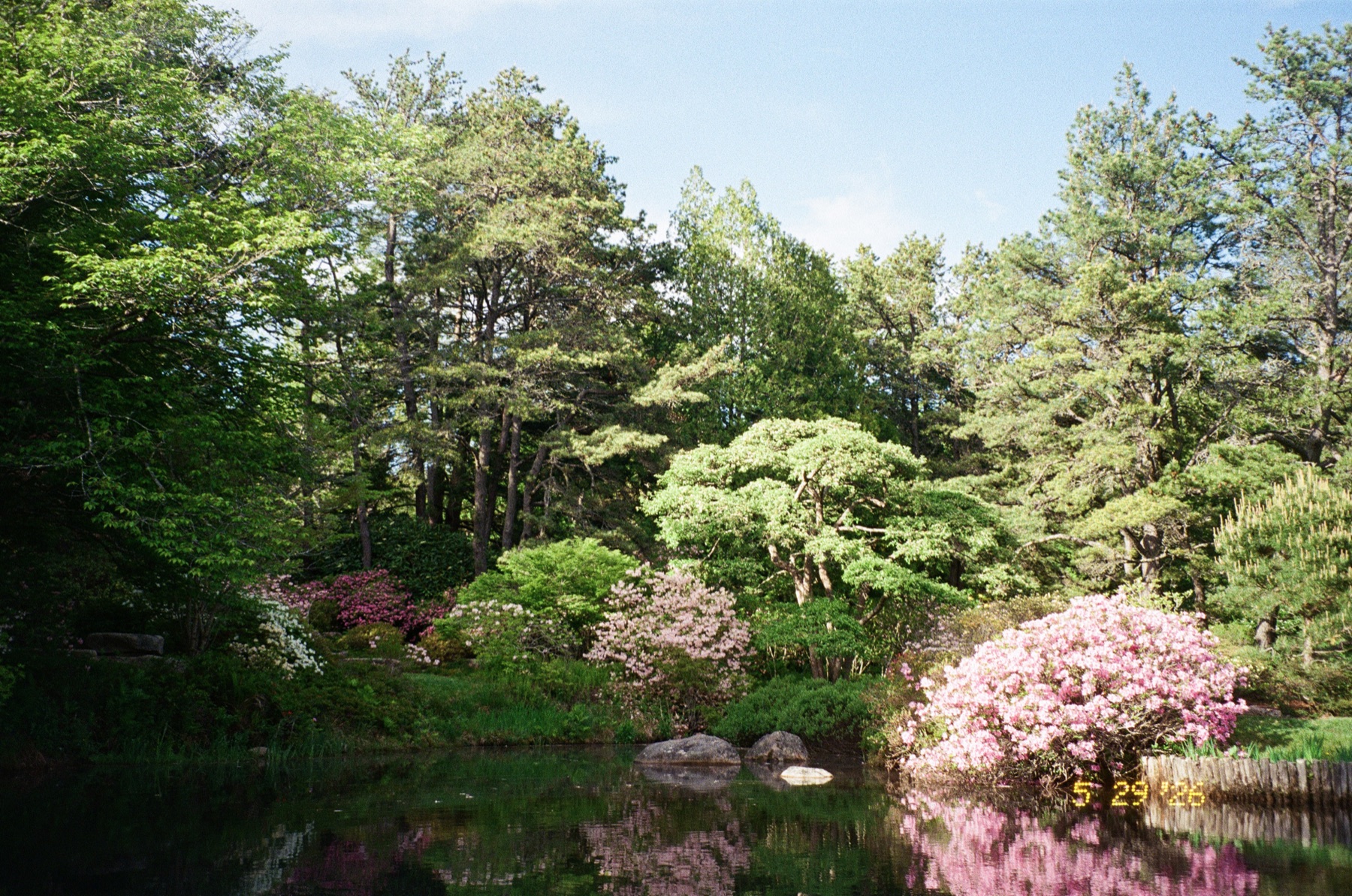 Wide 35mm view of a Maine garden and pond