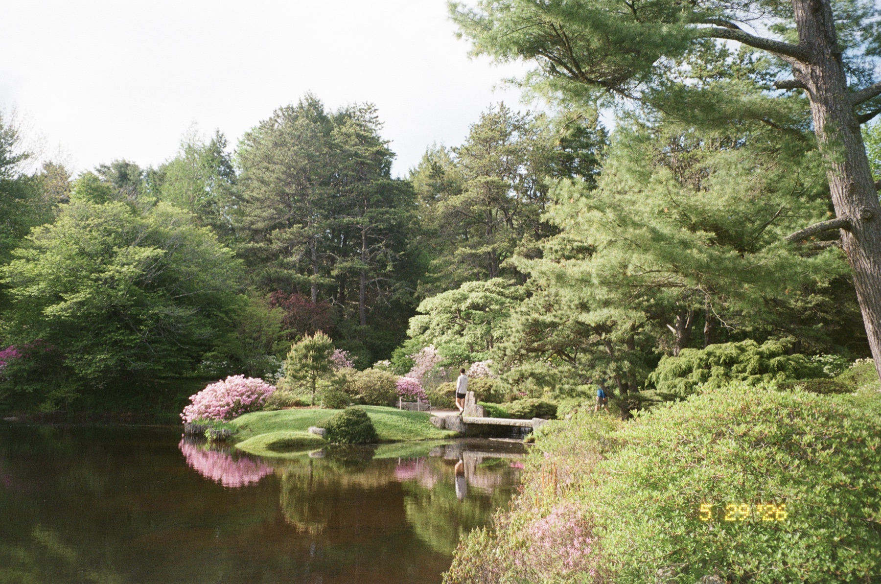 Garden bridge and spring blooms in Maine