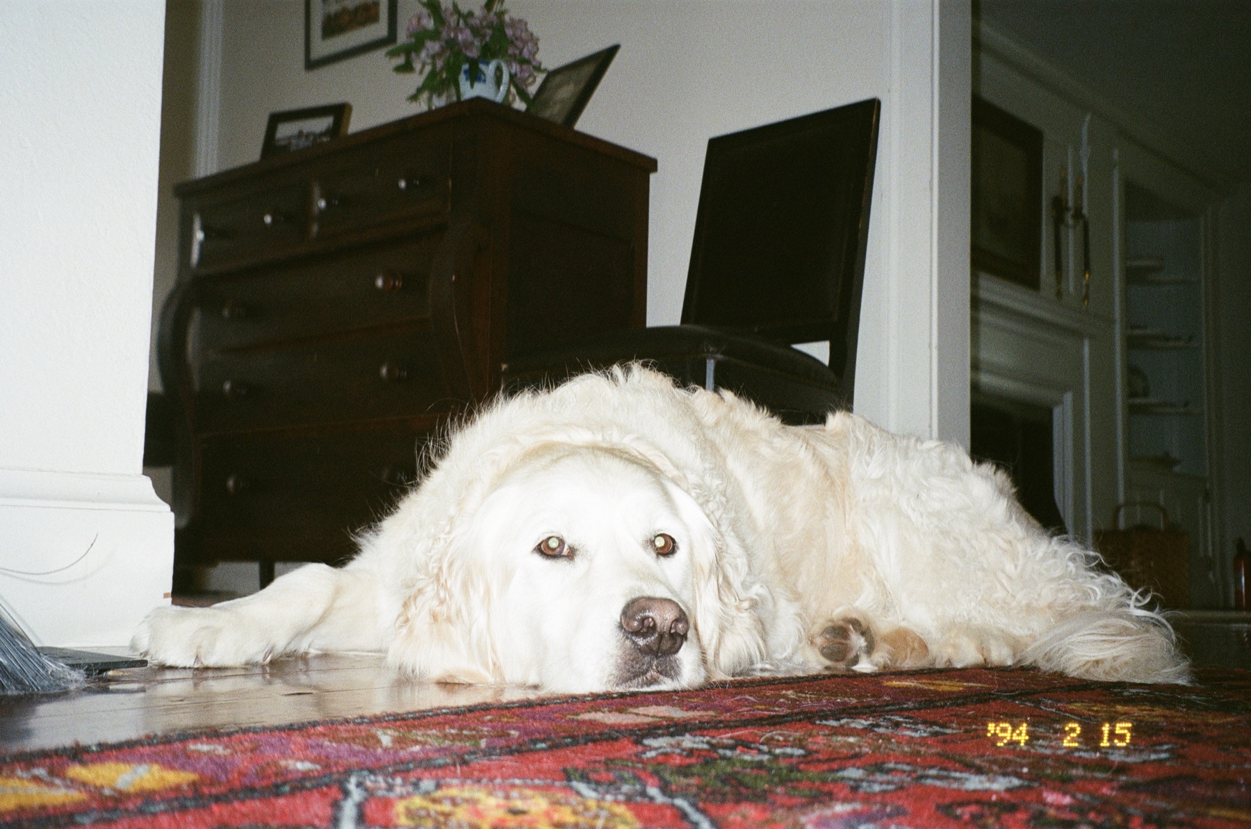 Dog resting on a rug in a Maine home